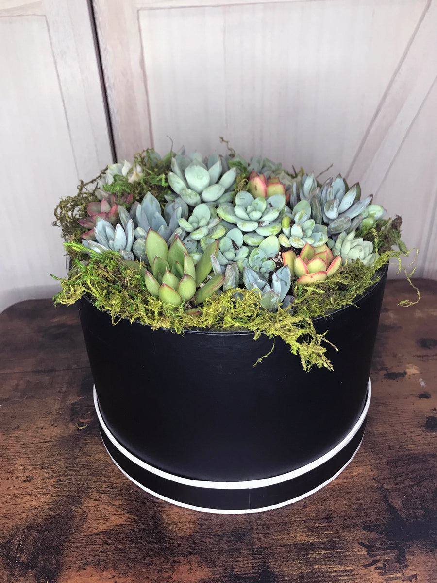succulents in galvanized containers Succulents in a Hat Box