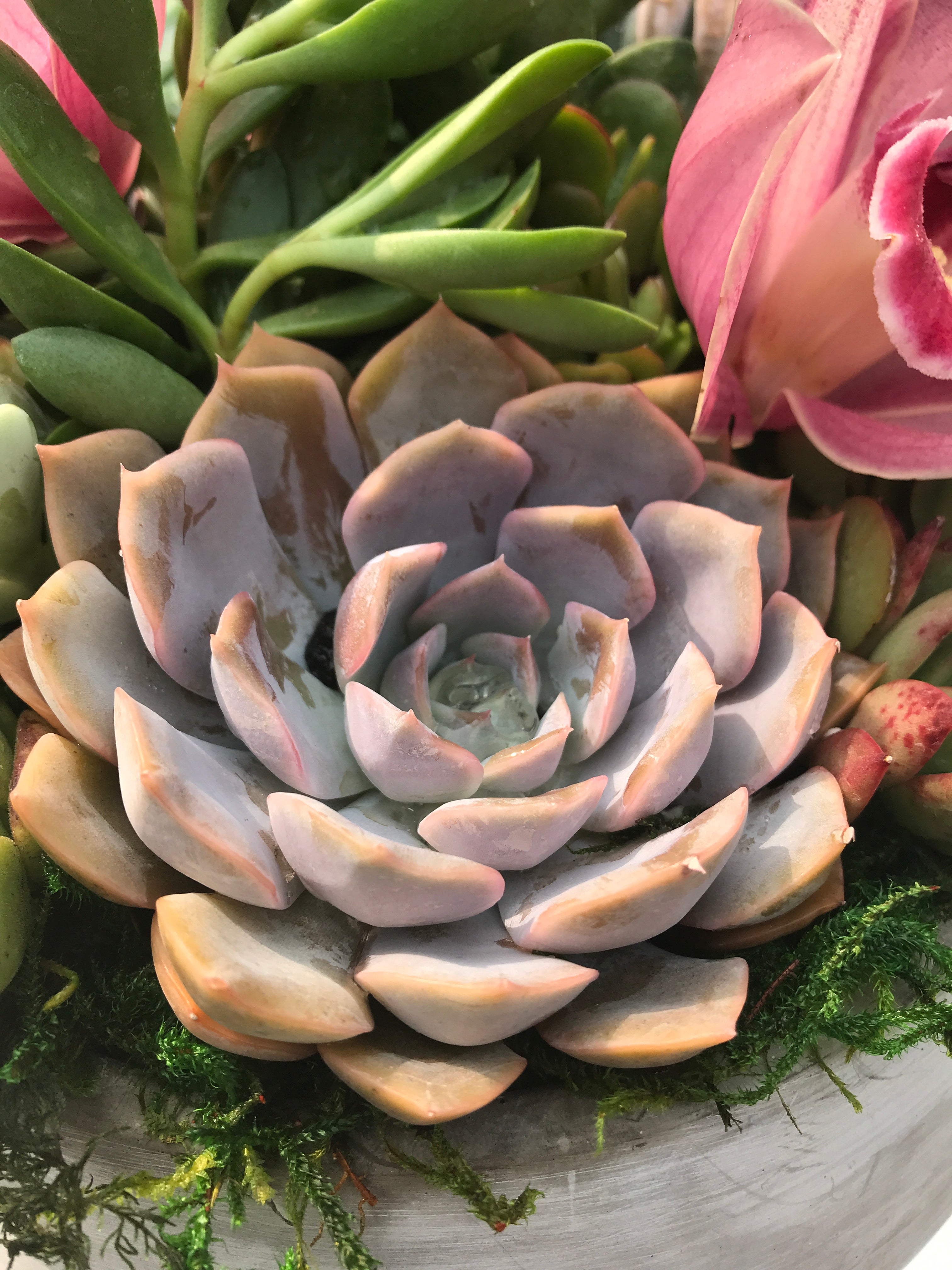 is an orchid a succulent Succulent Orchid Arrangement