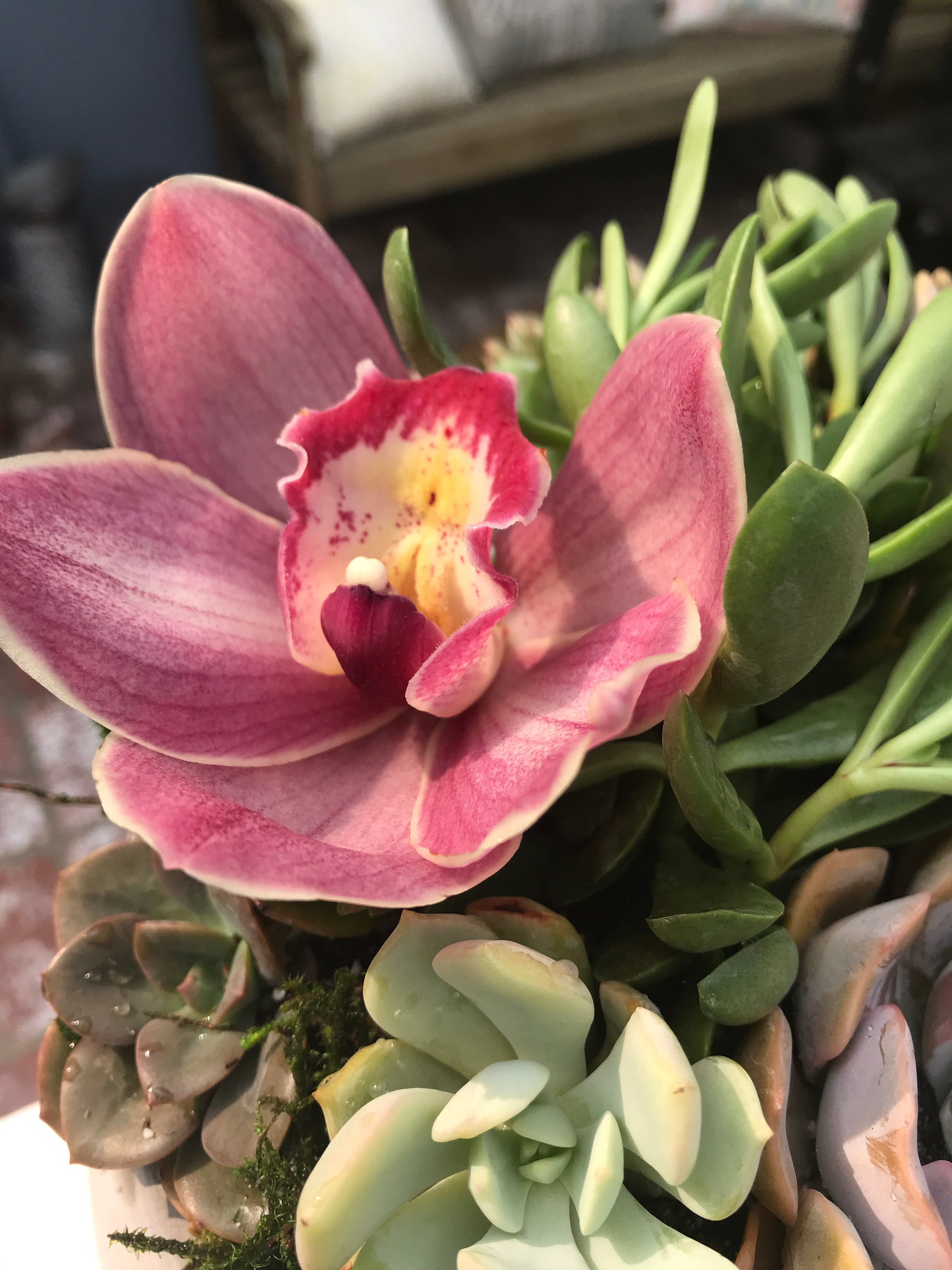 is orchid a succulent Succulent Orchid Arrangement