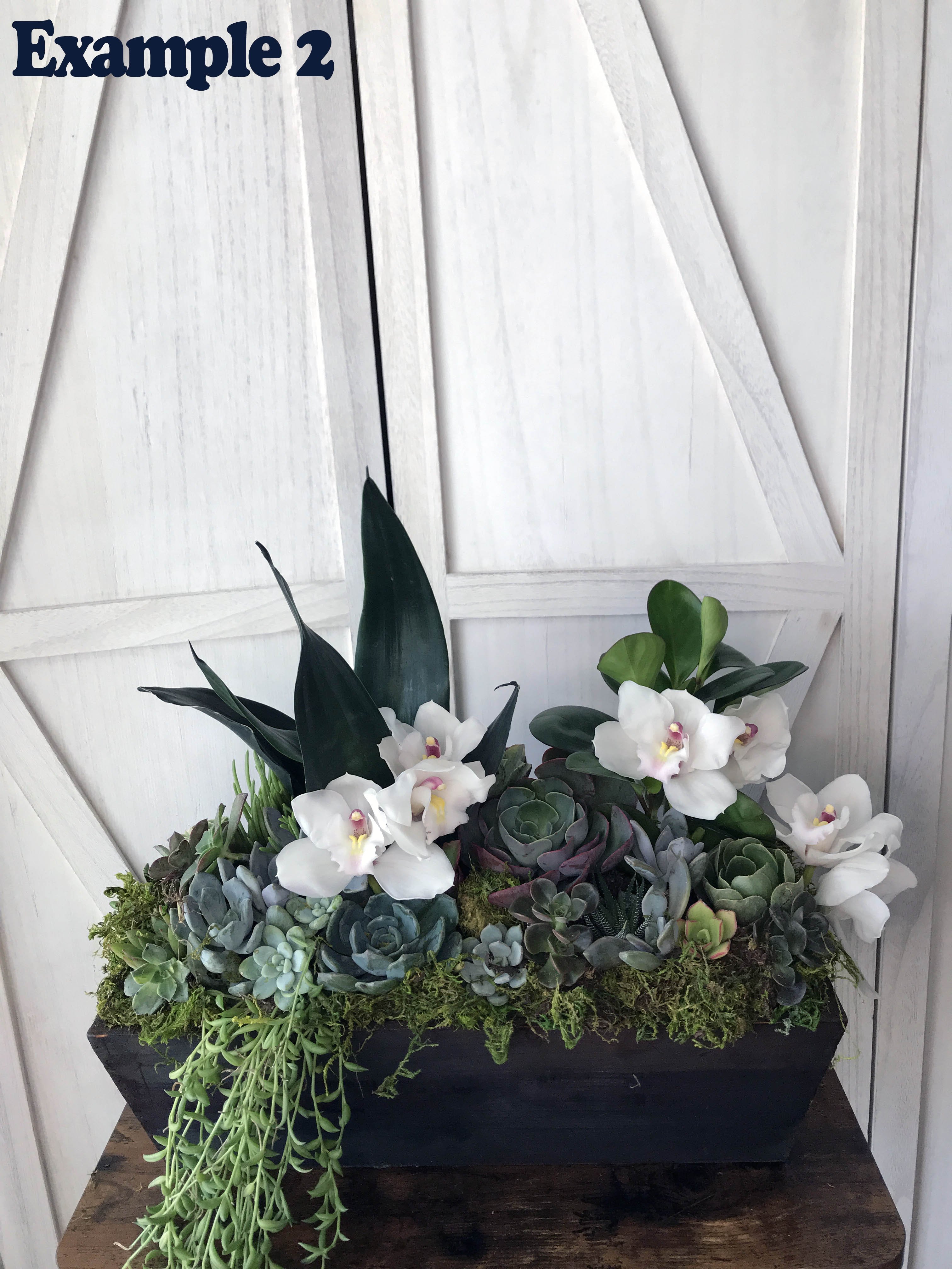long succulent arrangement Jeri Succulent Garden