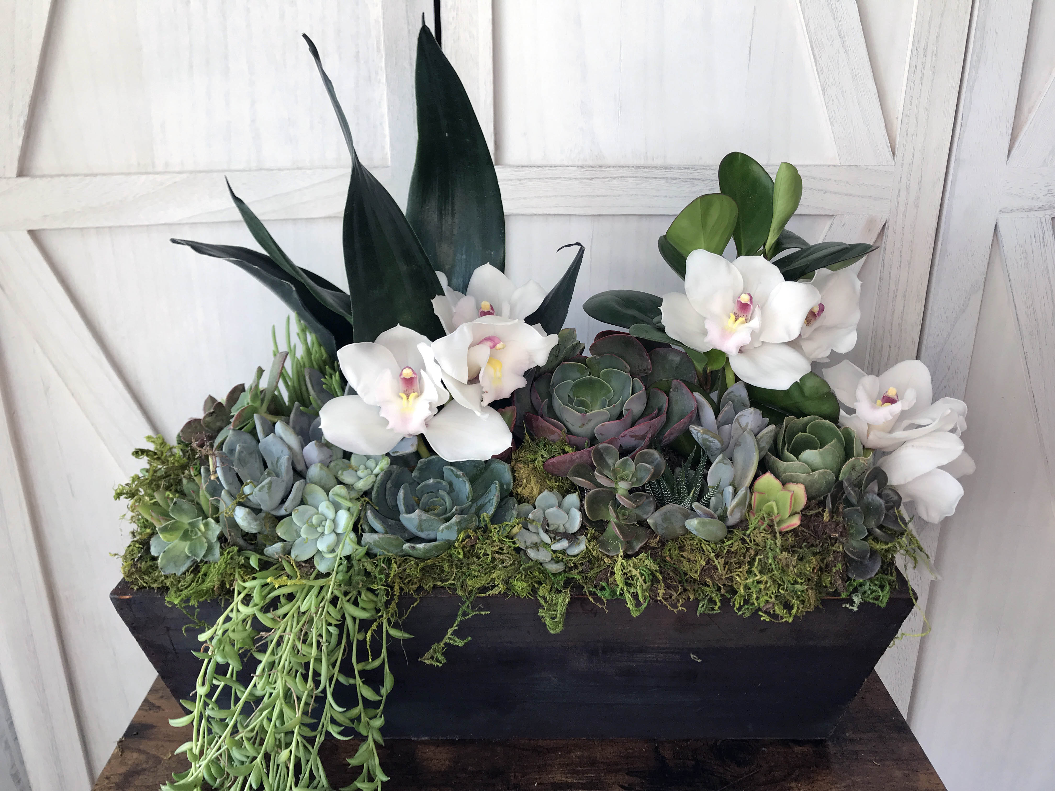 orchid and succulent garden Jeri Succulent Garden
