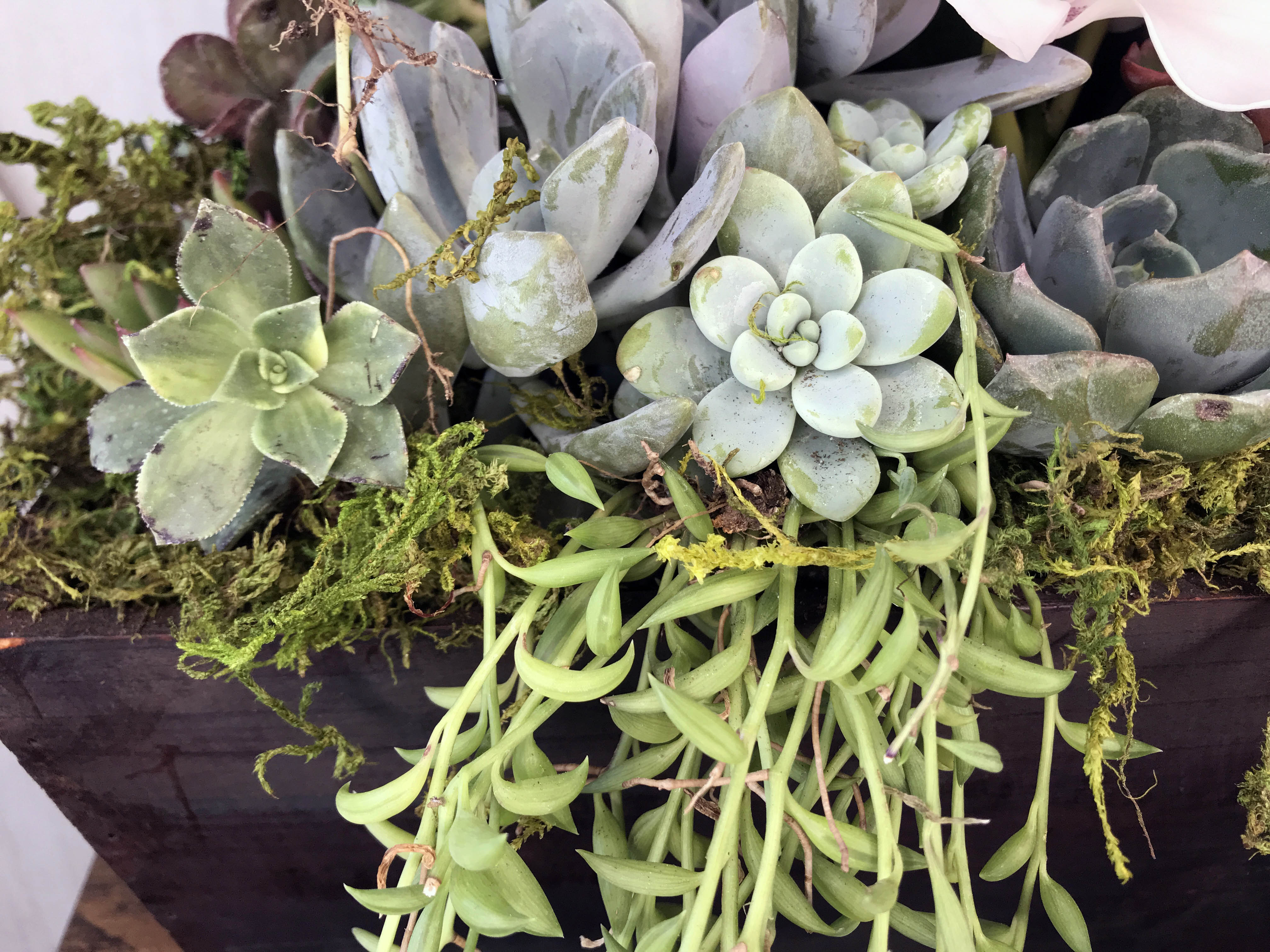 j and j succulents Jeri Succulent Garden