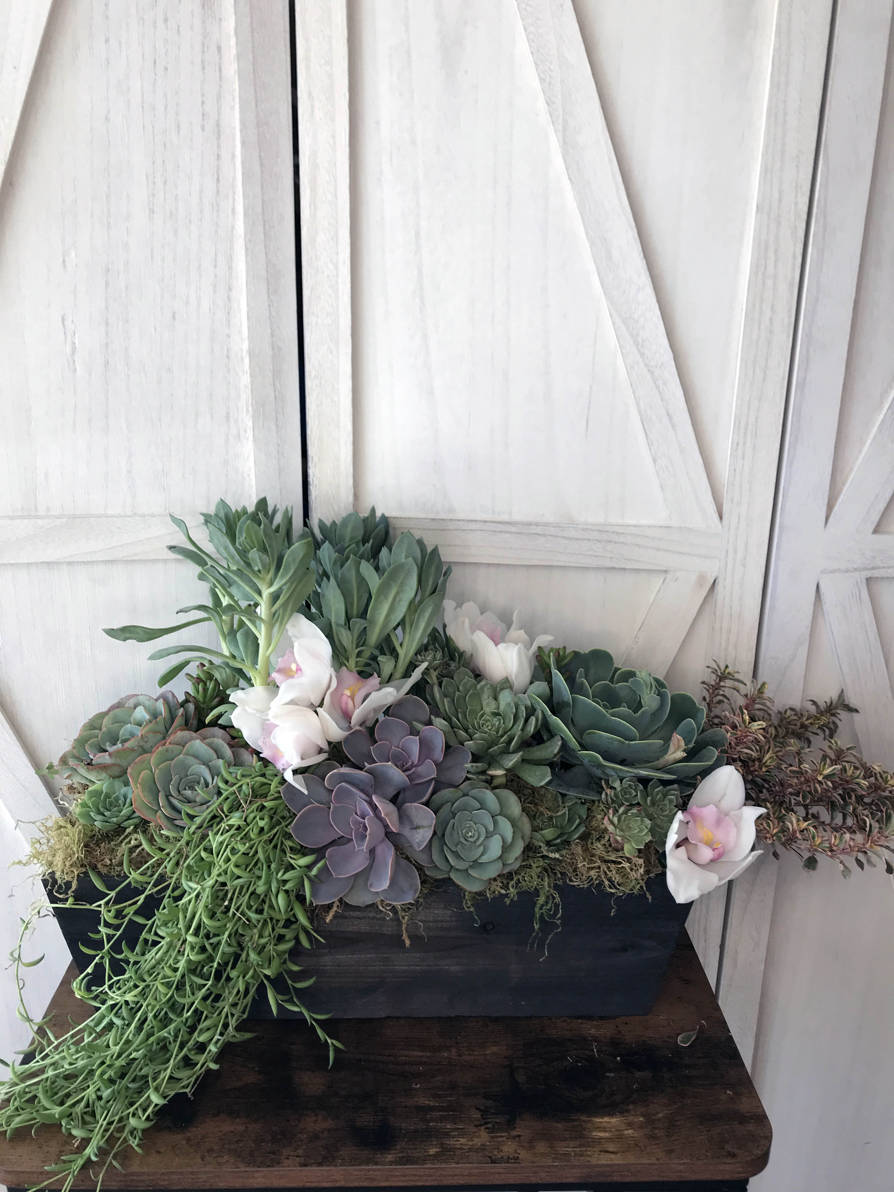 elegant succulent arrangements Jeri Succulent Garden