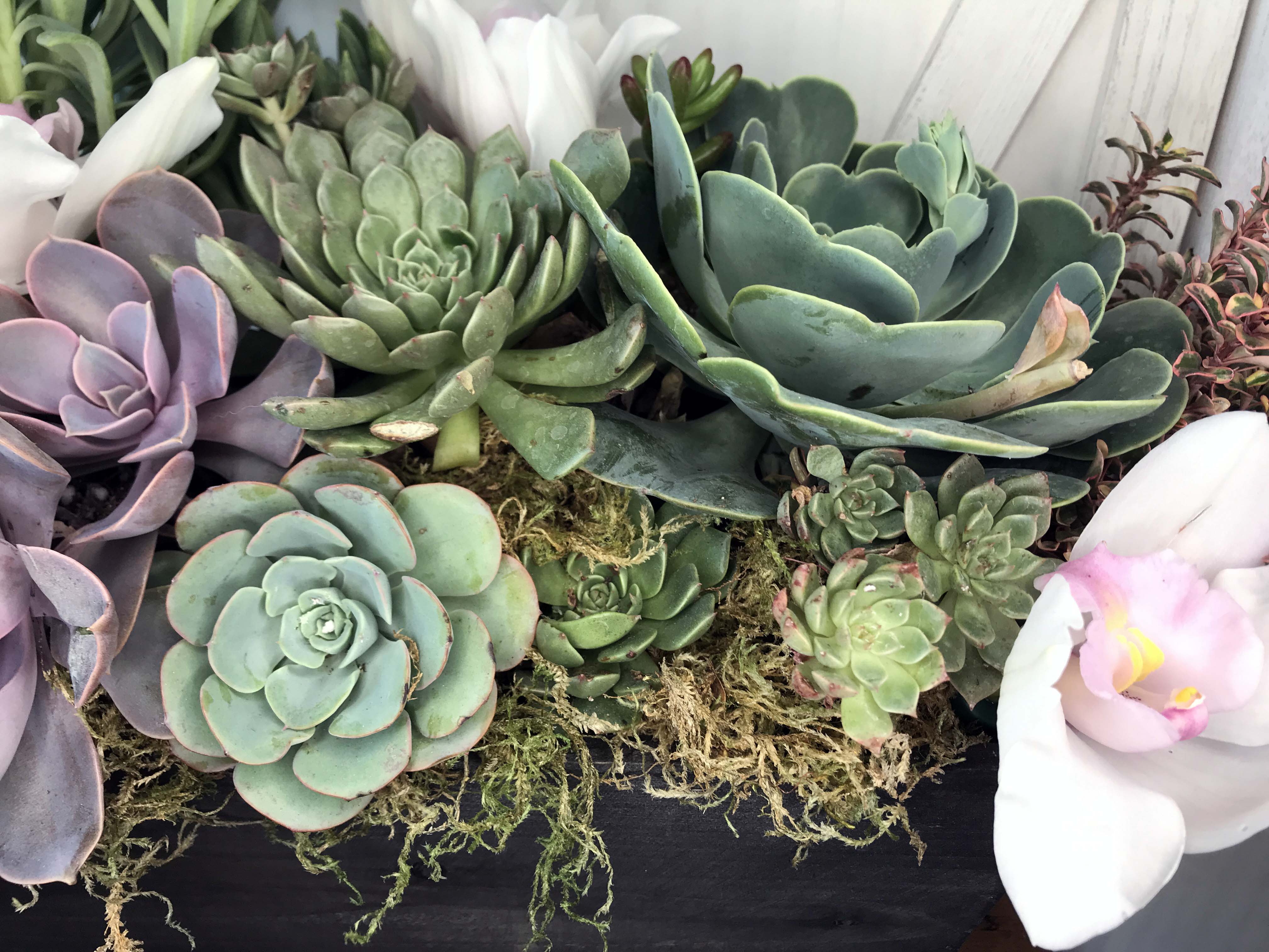 succulent plant shop Jeri Succulent Garden