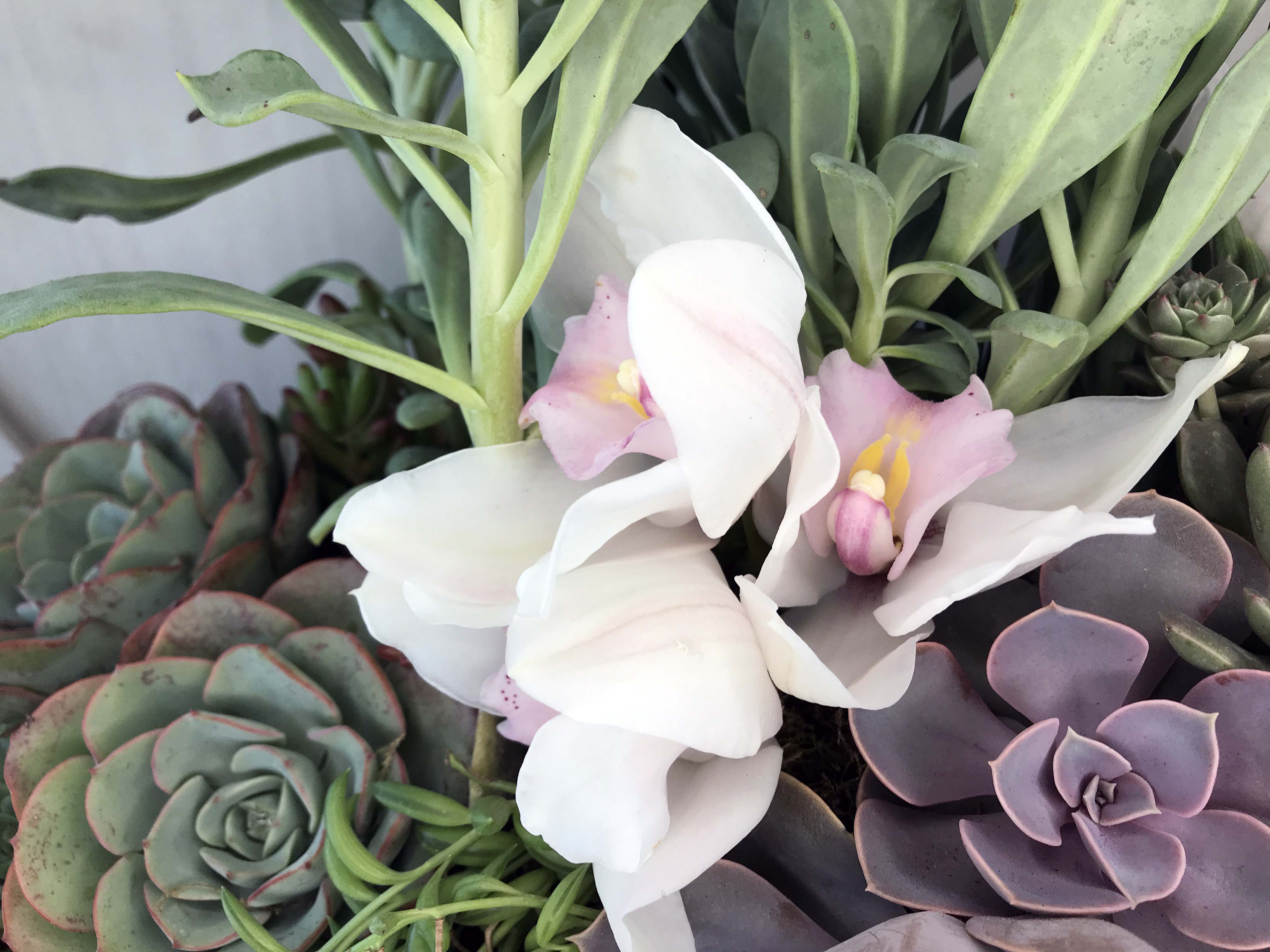 succulent flowers near me Jeri Succulent Garden