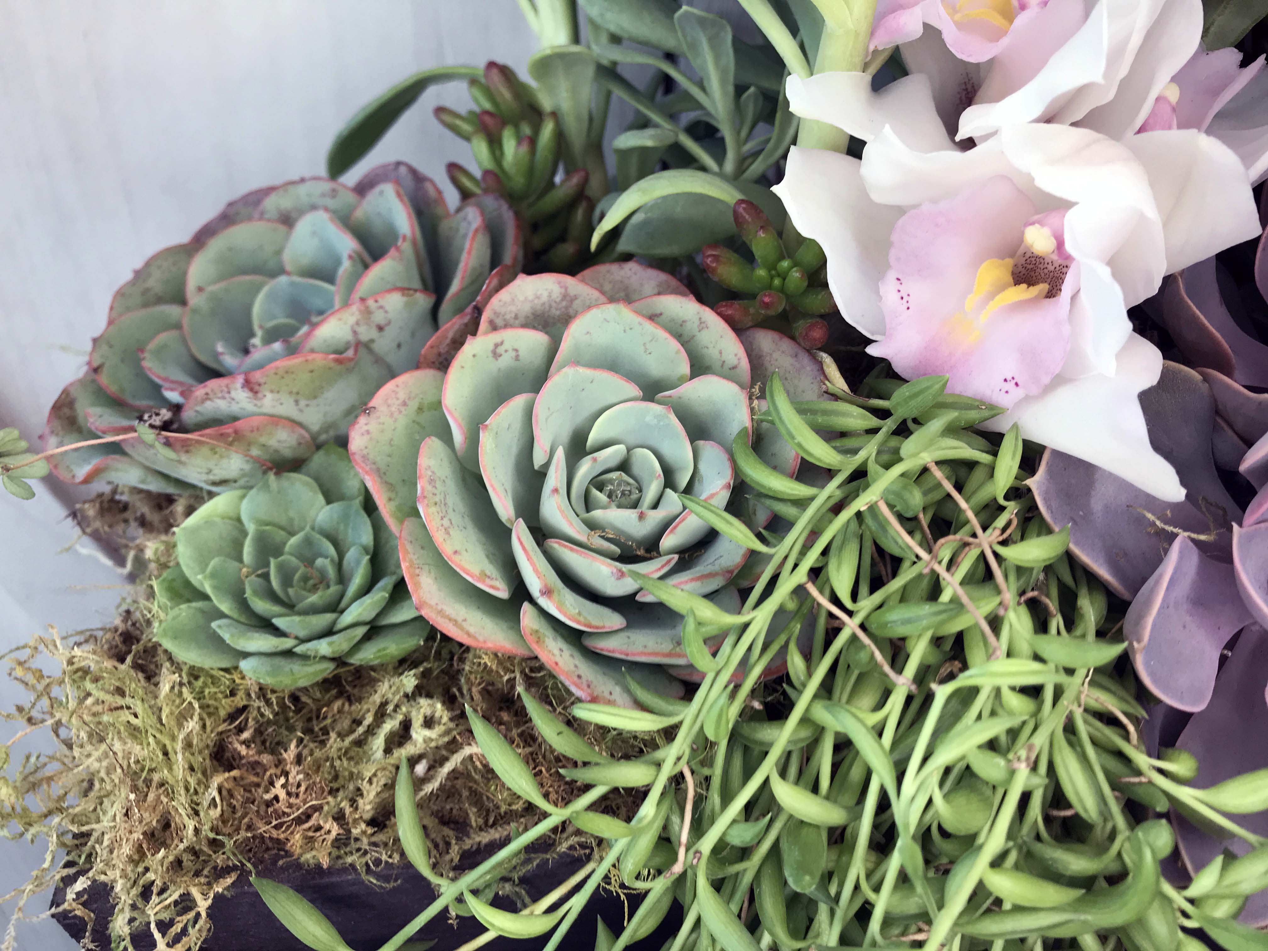 live succulent arrangement Jeri Succulent Garden
