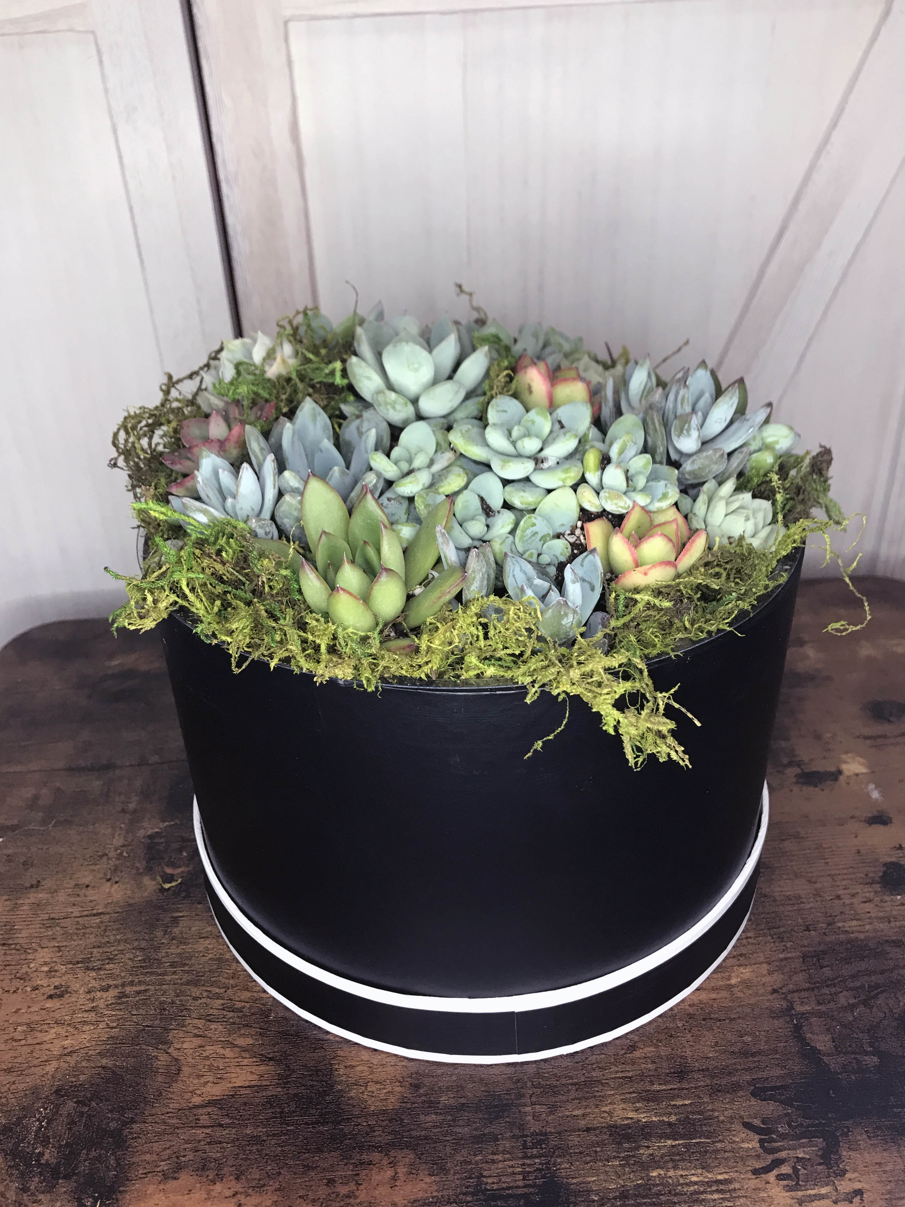 elegant succulents Succulents in a Hat Box