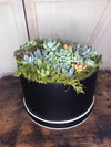 Succulents in a Hat Box Photo 1