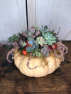 Small-Medium Succulent Pumpkins Photo 1 - West Hills Flower Shop
